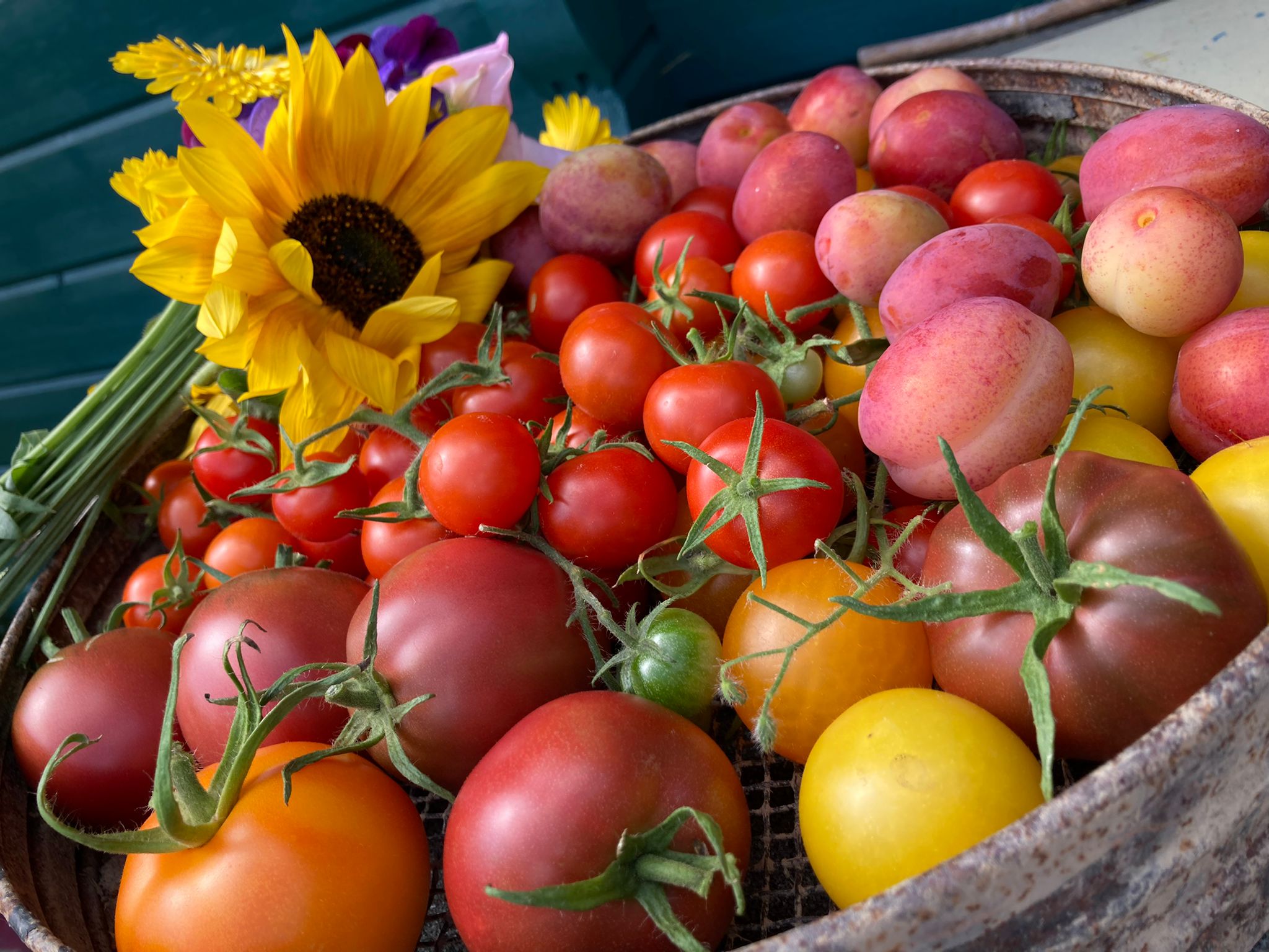 Sandown gardens 2021