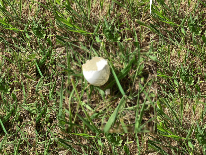 Pidgeon egg shell