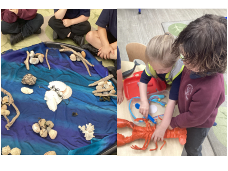 Looking at sea creatures and beach finds.